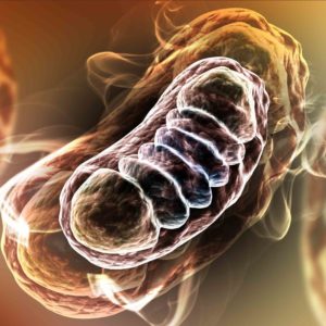 Mitochondria illustration in brown shades.