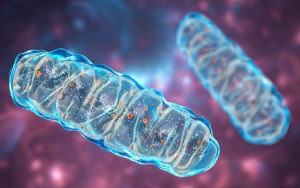 3D computer image of mitochondria.
